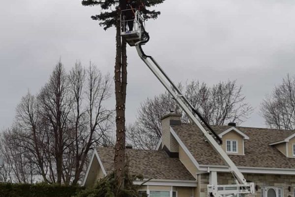 arbre repentigny coupe rabattage